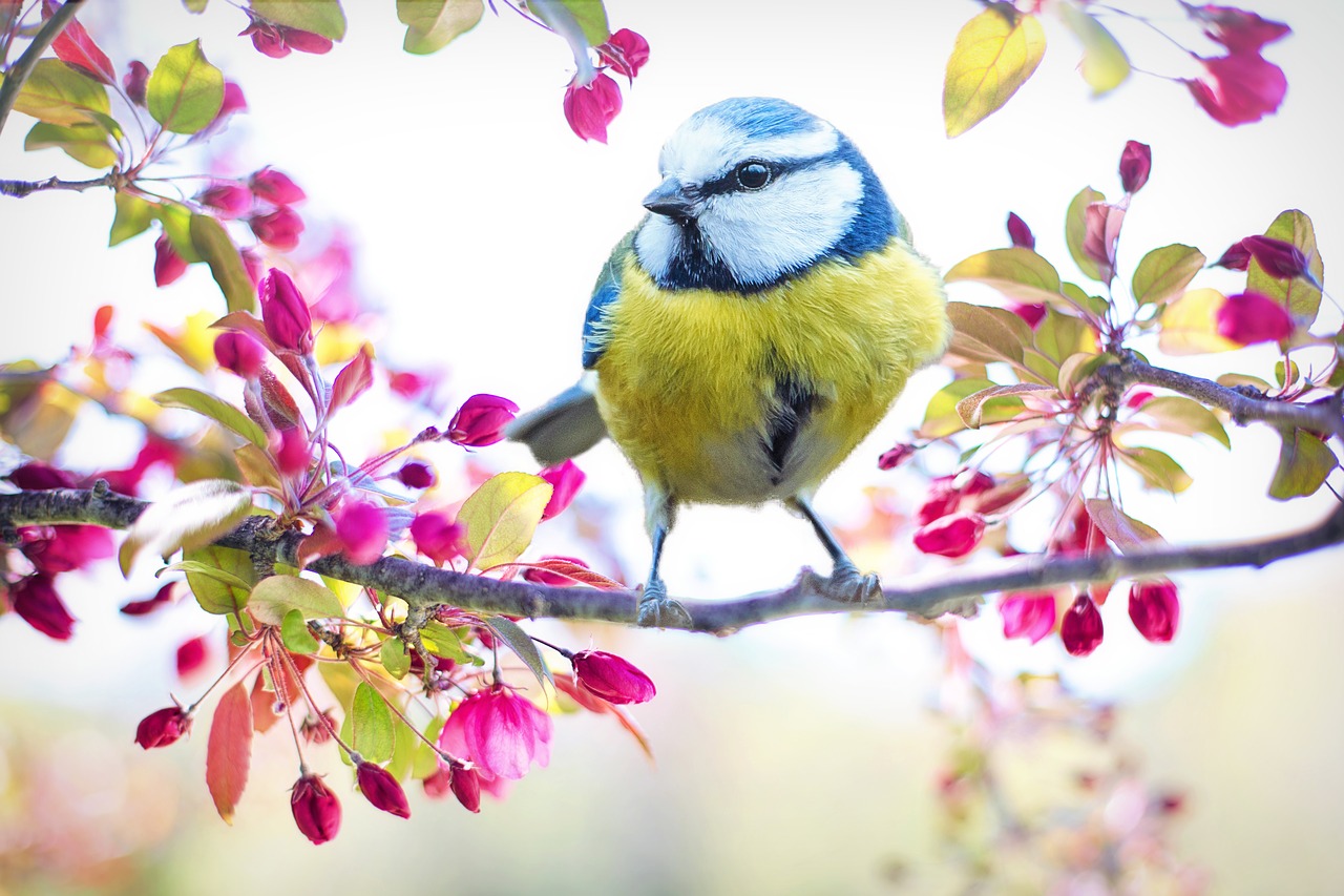 spring-bird-2295434_1280.jpg
